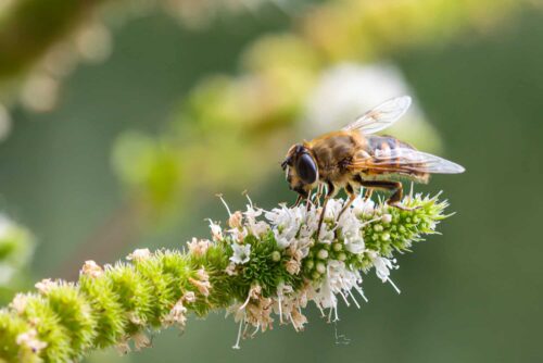 Honey bee on plant