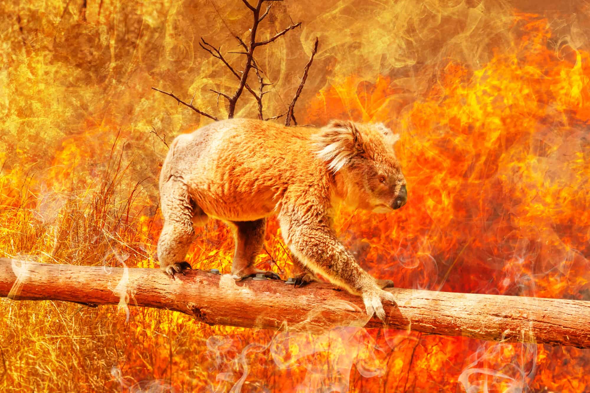 Koala escaping wildfire